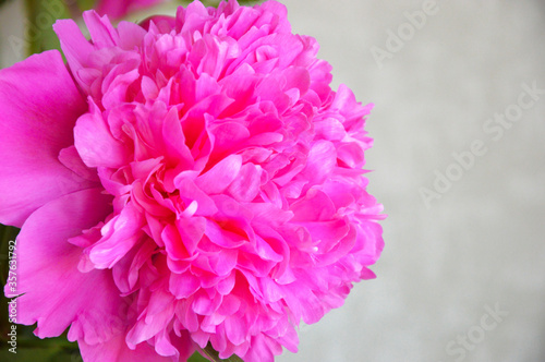 pink lush peony. beautiful summer flower.