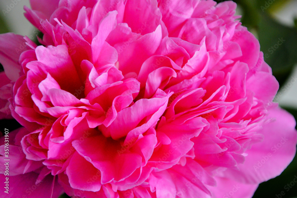 pink lush peony. beautiful summer flower.