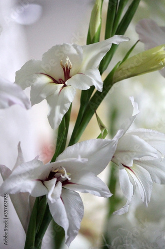 Cv. Lucky Star  gladiolus flower  close-up