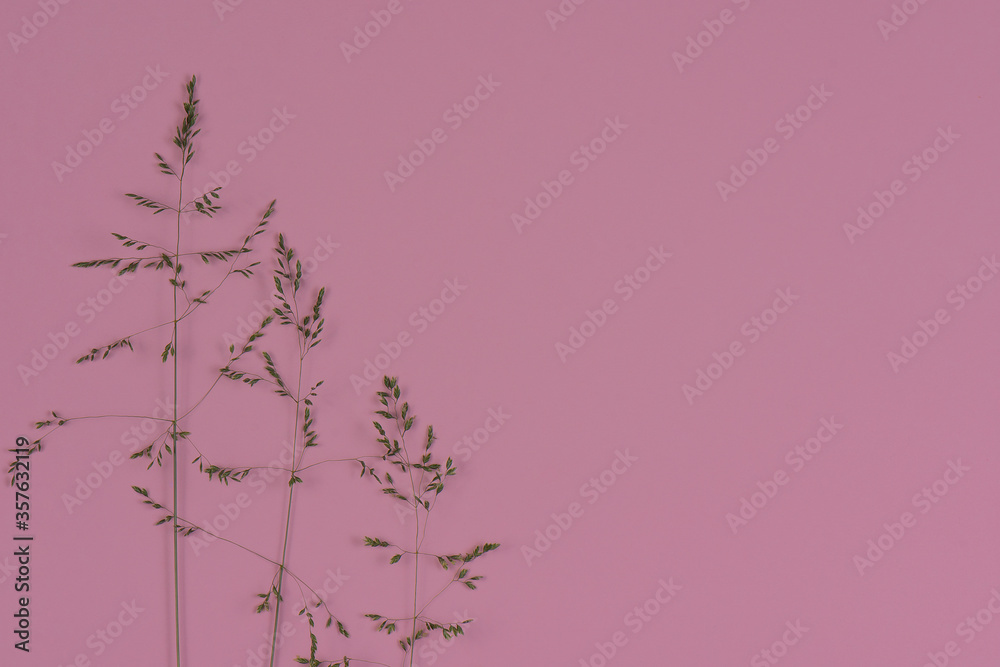 Real grass close up on a soft pink background