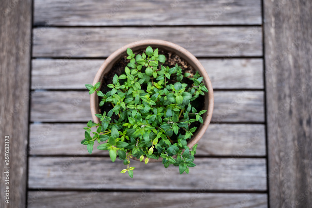 thyme in a terracotta pot on a rustic wooden table, home grown for spices for grilling and cooking in the city thyme in a terracotta pot on a rustic wooden table, home grown for spices for grilling and cooking in the city