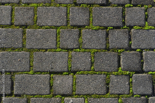 Cobble stone walkway with green moss seals