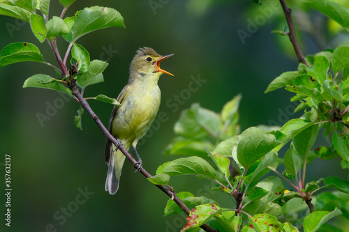 Bird. The icterine warbler (Hippolais icterina) is an Old World warbler in the tree warbler genus Hippolais.
