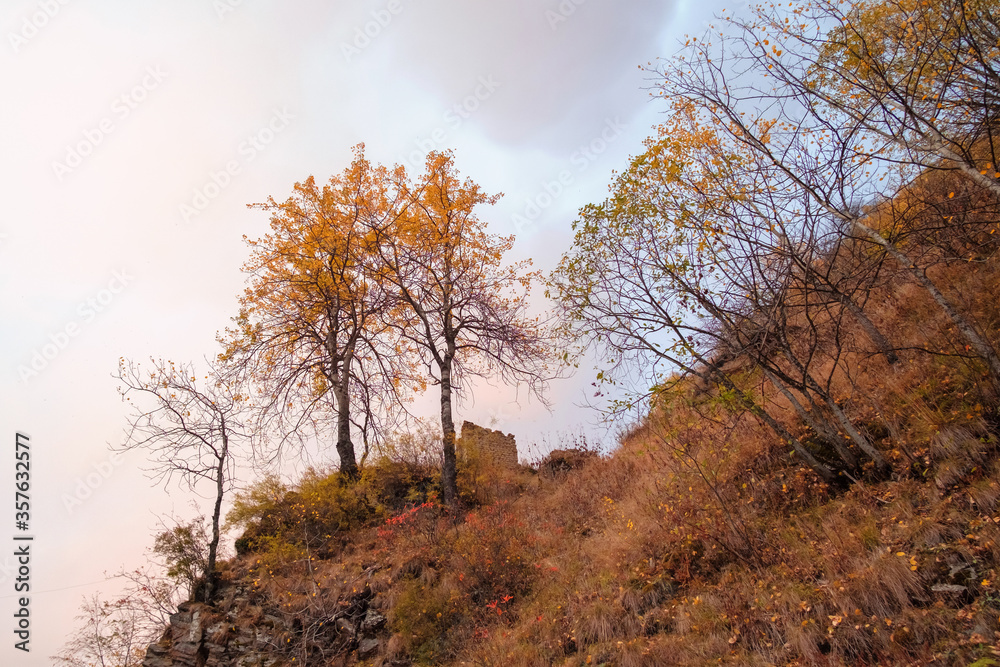 Autumn forest scenery with trees on the hill