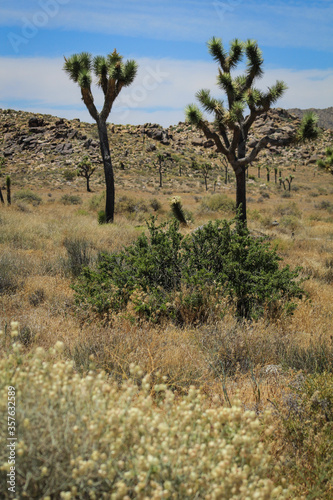 Beautiful Day at Joshua Tree National Park  California