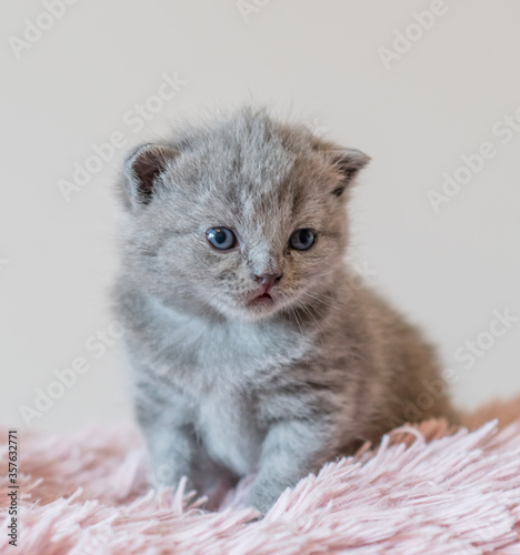 A little cute blue kitten british short hair 2-3 week old