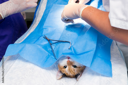 Close up image cat on the operating table and veterinary surgery.Veterinary concept. cat abdominal surgery at veterinary clinic