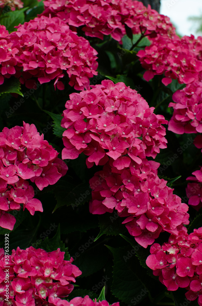 Fototapeta premium もりやま芦刈園 あじさい