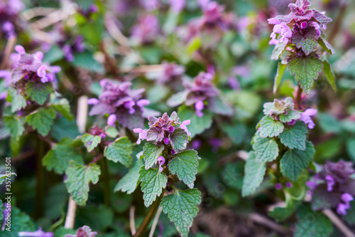 Dead nettle background