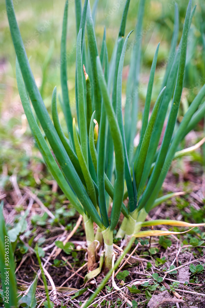 Obraz premium Green onion