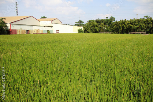 Taiwan agriculture rural