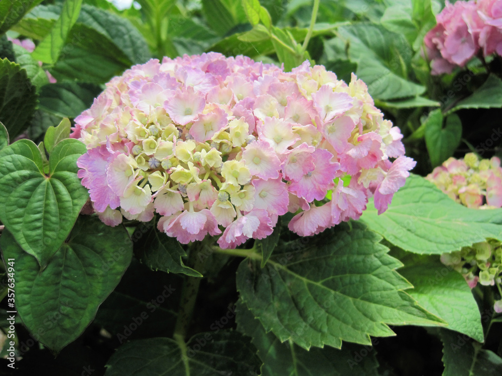 Pink hydrangea Pink hydrangea