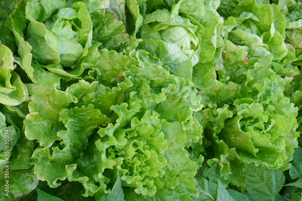 fresh green lettuce fresh green lettuce
