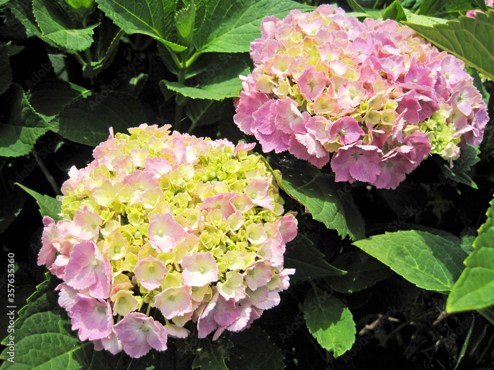 Obraz premium Pink hydrangea