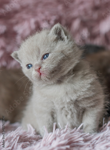 portrait of lilac british short hair kitten. little and funny 2-3 weeks old kitten with soft color hair