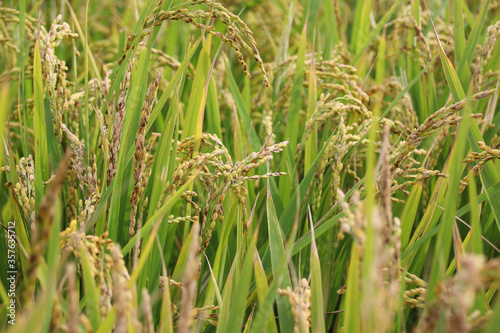 Taiwan agriculture rural