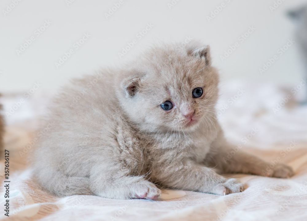 portrait of lilac british short hair kitten.
little and funny 2-3 weeks old kitten with soft color hair