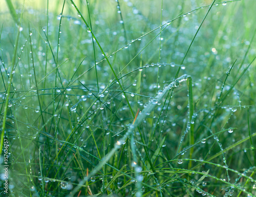 Dew-covered green grass