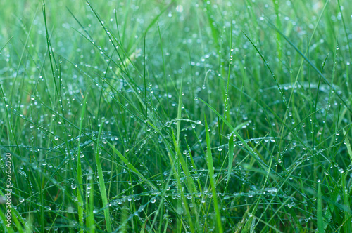 Dew-covered green grass