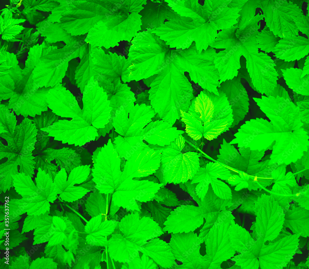 green plant texture. best background for design