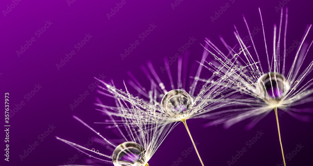 Fototapeta premium Dandelion seeds with drops on a purple background. Copy space for text