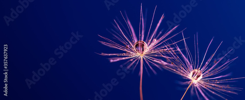 Dandelion seeds with drops on a blue background. Copy space for text