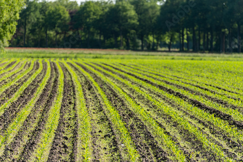 Farmer field with rows of young green corn plants