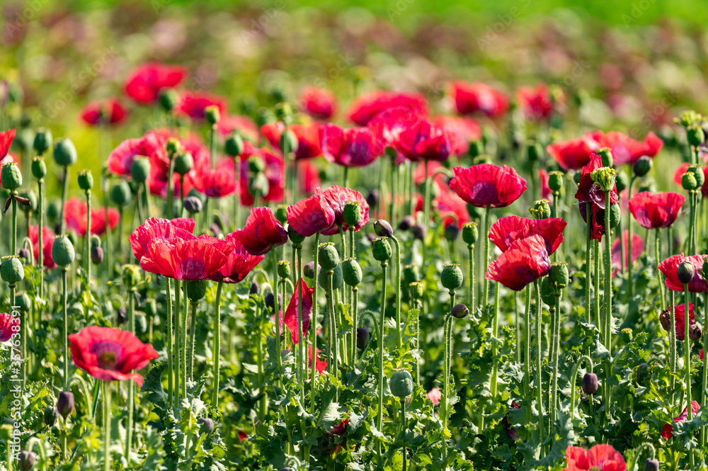 Big garden red poppy flowers nature background