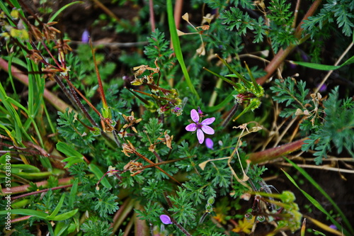 Erodium cicutarium, Flores stork-billed, Watches, Needles shepherd, Venus Comb. photo