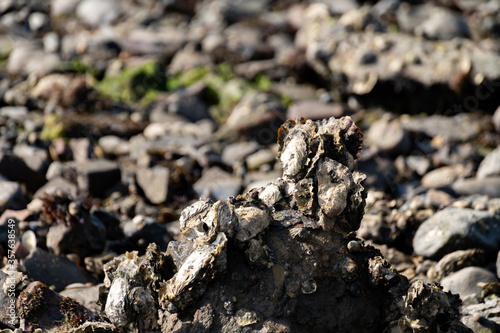 Harvesting of wild oysters shellfish on sea shore during low tide in Zeeland  Netherlands