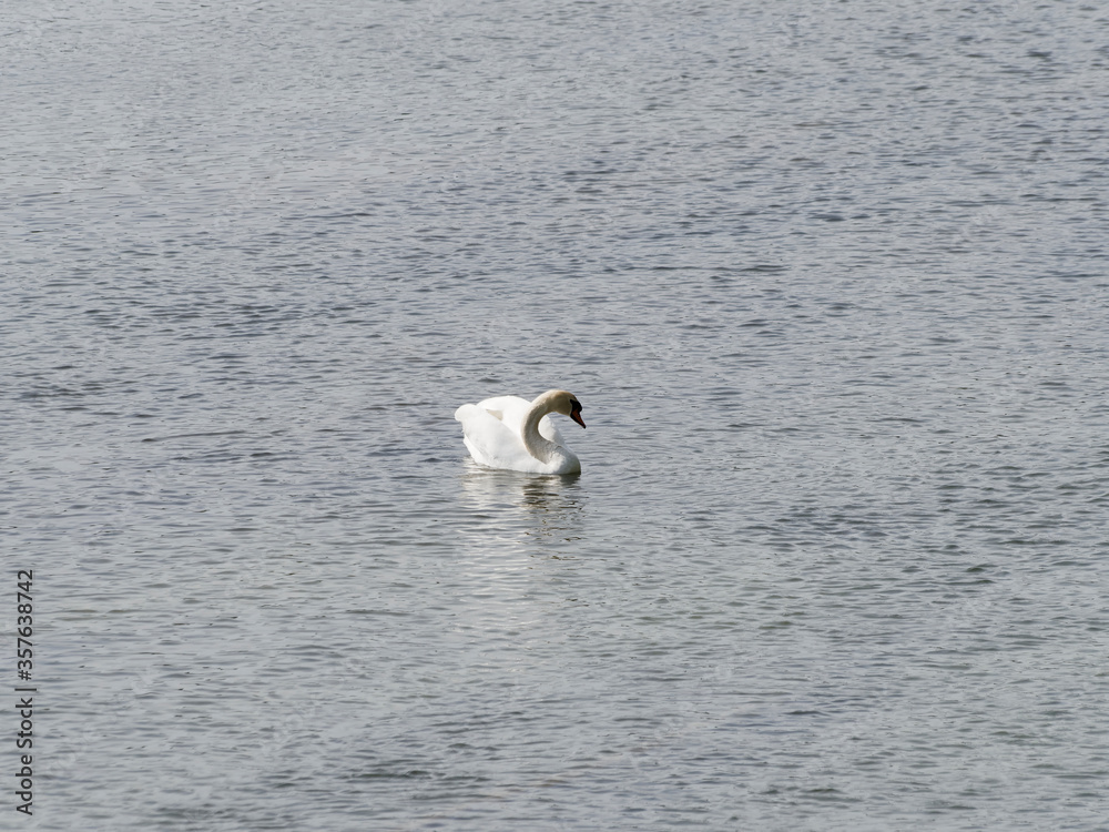 Cygnus olor - Höckerschwan, größte heimische Wasservogel, Erwachsene Vögel mit weißes Gefieder, orange-rot Schnabel mit schwarz Schnabelspitze Cygnus olor - Höckerschwan, größte heimische Wasservogel, Erwachsene Vögel mit weißes Gefieder, orange-rot Schnabel mit schwarz Schnabelspitze