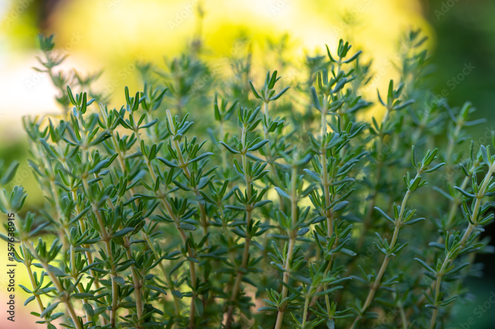 Organic aromatic herb thyme growing in garden Organic aromatic herb thyme growing in garden
