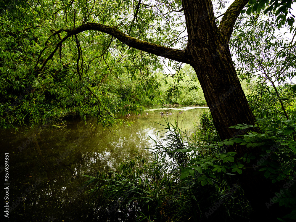 Naklejka premium DARK LAKE AND TREE