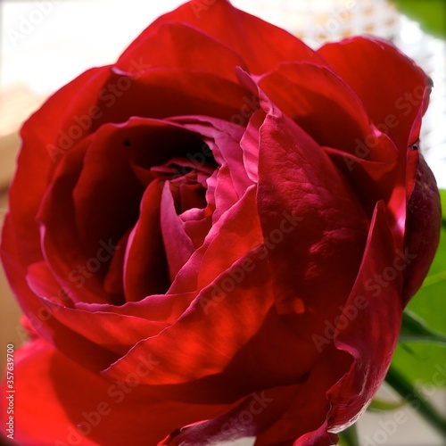 Ein rote Rose