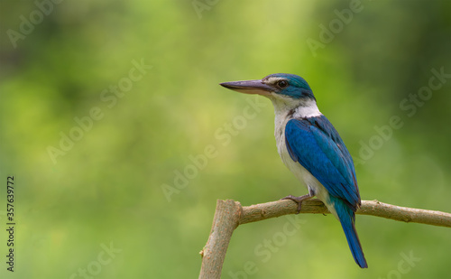 Beautiful blue bird in nature Collared Kingfisher (Todiramphus chloris) © sakda