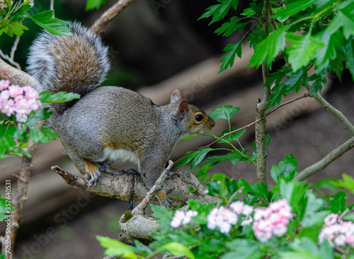 Grey squirrel on almond tree.