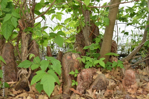 Photography Poison Ivy