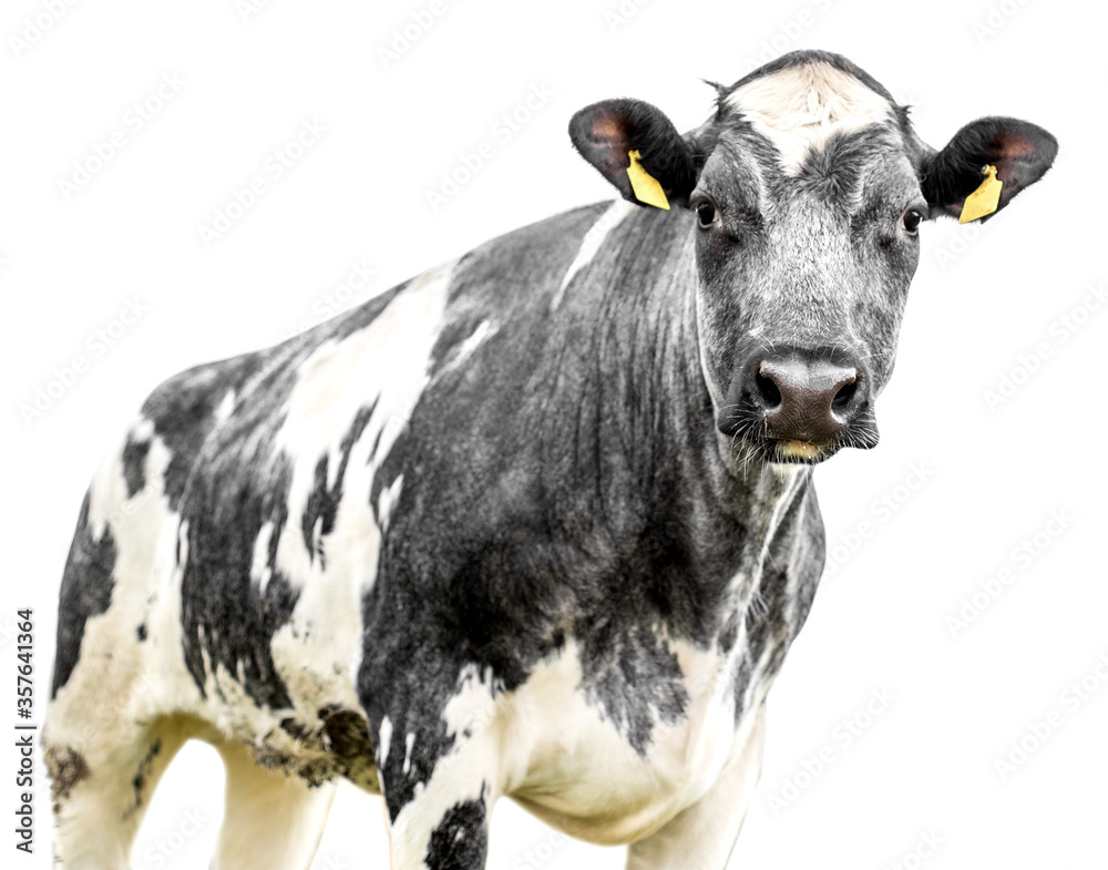 Cow Portrait Isolated on White Background Cow Portrait Isolated on White Background