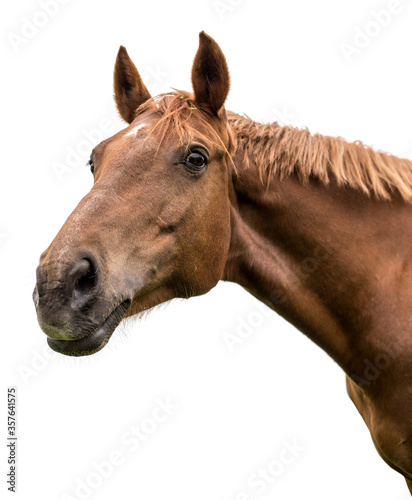 Photographie Portrait of a bay horse on a white background