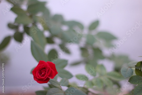 red rose in garden