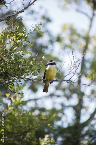 Vertical closeup shot of tropical kingbird perched on a tree branch with a blurred background photo