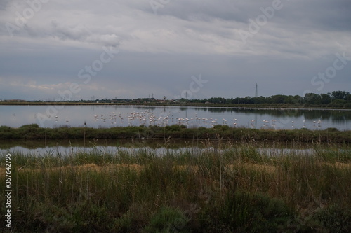 fenicotteri nella salina di cervia