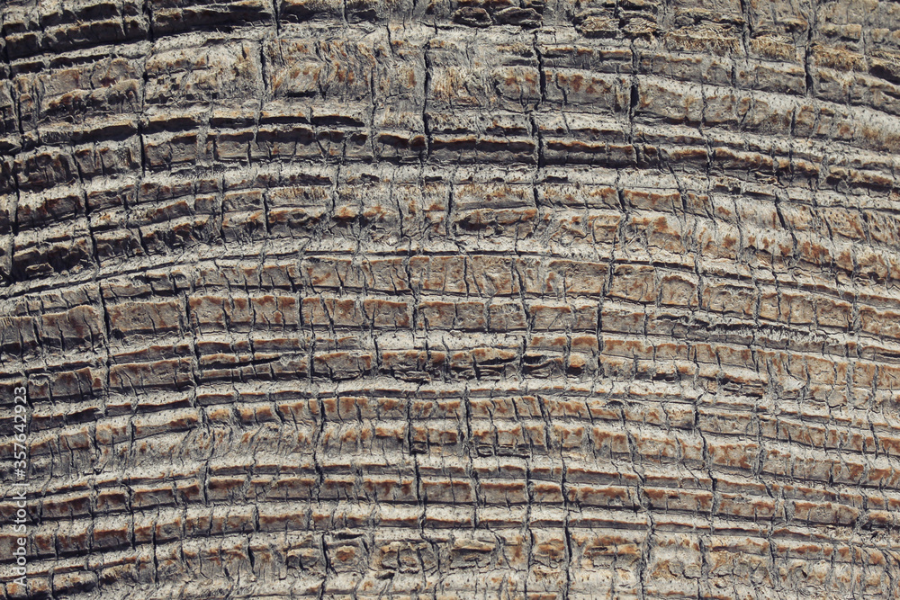 Texture of a bark of a palm tree