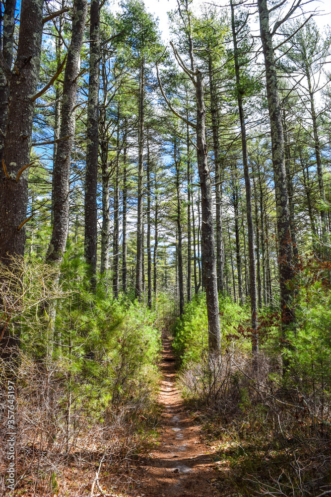 trees in the forest trees in the forest