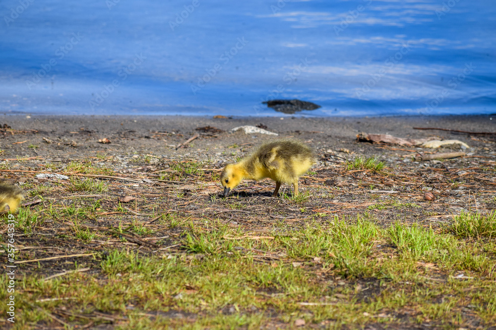 Fototapeta premium baby gosling
