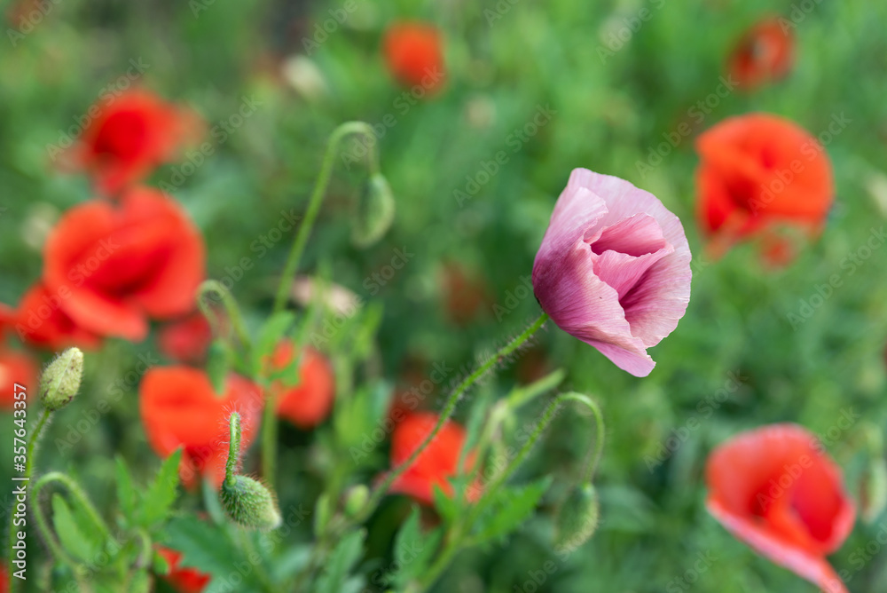 Fototapeta premium Flowers Red poppies blossom on wild field. Beautiful field red poppies with selective focus. soft light. Natural drugs. Glade of red poppies. Lonely poppy. Soft focus blur