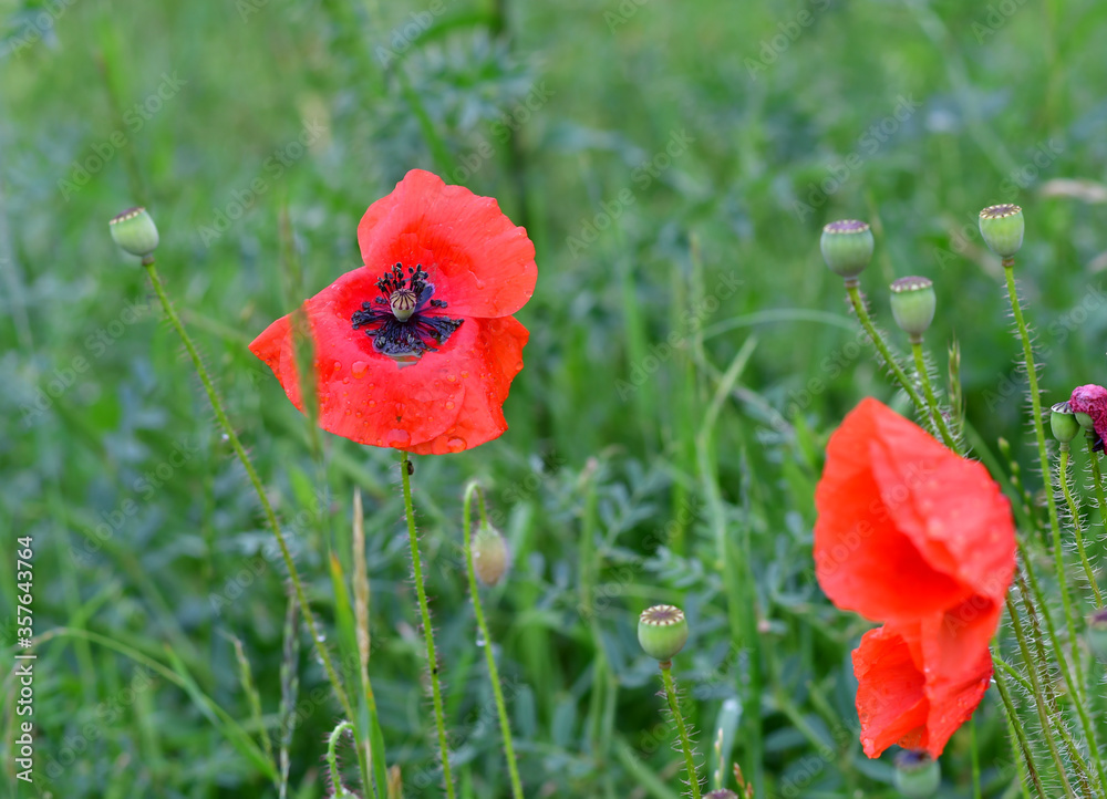 Fototapeta premium Mohn