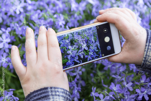 Smartphone, mobile phone on hands closeup. Making nature photo and video with blue violet flowers on camera	