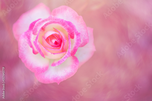 Pink and white rose on pink textured background.