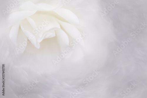 White rose